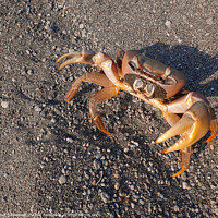 Buy canvas prints of Brown crab on sand looking up to camera by Hanif Setiawan