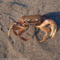 Buy canvas prints of Brown crab on sand looking up to camera 2 by Hanif Setiawan