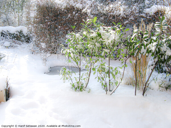 A sunny winter day with fresh snow and footprints  Picture Board by Hanif Setiawan