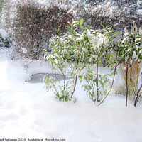 Buy canvas prints of A sunny winter day with fresh snow and footprints  by Hanif Setiawan