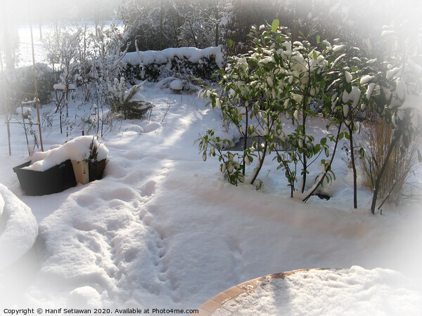 Fresh snow with deep foot prints in sunny garden Picture Board by Hanif Setiawan