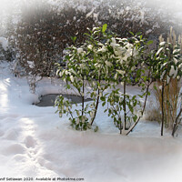 Buy canvas prints of Fresh snow with deep foot prints in sunny garden by Hanif Setiawan