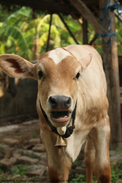  An Asian light brown beef calf with open mouth Picture Board by Hanif Setiawan
