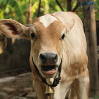 Buy canvas prints of  An Asian light brown beef calf with open mouth by Hanif Setiawan