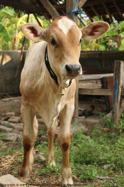 A curious looking Asian light brown beef calf Picture Board by Hanif Setiawan