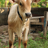 Buy canvas prints of A curious looking Asian light brown beef calf by Hanif Setiawan