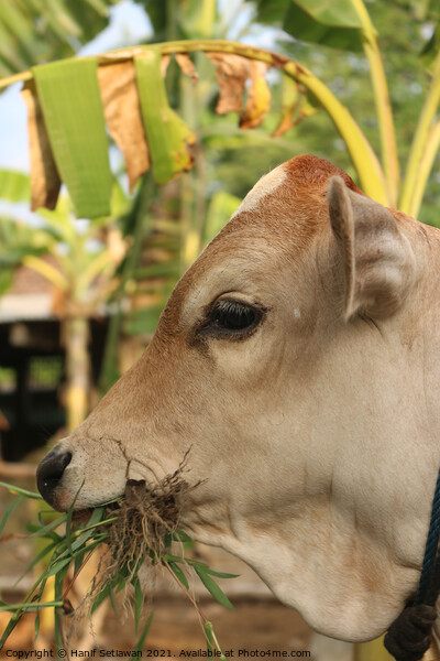 A head of a grass eating light brown beef calf Picture Board by Hanif Setiawan