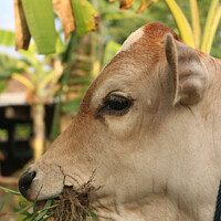 Buy canvas prints of A head of a grass eating light brown beef calf by Hanif Setiawan