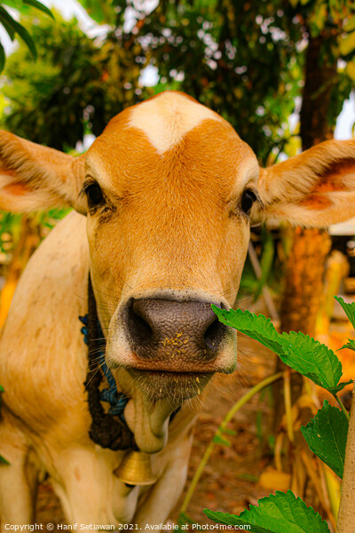 A close front view from a brown beef calf face Picture Board by Hanif Setiawan