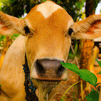 Buy canvas prints of A close front view from a brown beef calf face by Hanif Setiawan