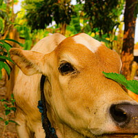 Buy canvas prints of A light brown beef calf, smelling the camera by Hanif Setiawan