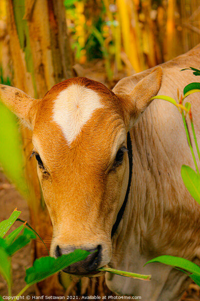 Face closeup from a brown beef calf cattle Picture Board by Hanif Setiawan