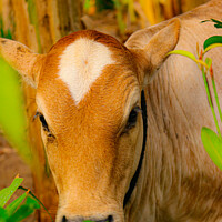 Buy canvas prints of Face closeup from a brown beef calf cattle by Hanif Setiawan