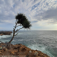 Buy canvas prints of A palm tree and rock island in stormy sea by Hanif Setiawan