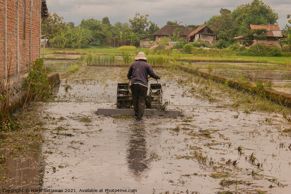 A man plows a village rice field in water on Java Picture Board by Hanif Setiawan