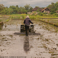 Buy canvas prints of A man plows a village rice field in water on Java by Hanif Setiawan
