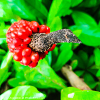 Buy canvas prints of Closeup from Arum italicum subsp. canarienses ripe by Hanif Setiawan