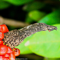 Buy canvas prints of Bird beak and red berry 1 by Hanif Setiawan