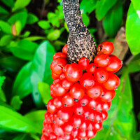 Buy canvas prints of Closeup from Arum italicum subsp. canarienses ripe by Hanif Setiawan