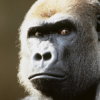 Buy canvas prints of Gorilla portrait. by Dr.Oscar williams: PHD