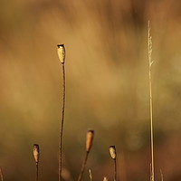 Buy canvas prints of  Minimalism in nature. by sergey filin