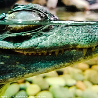 Buy canvas prints of A small baby alligator below the water  by Paddy 