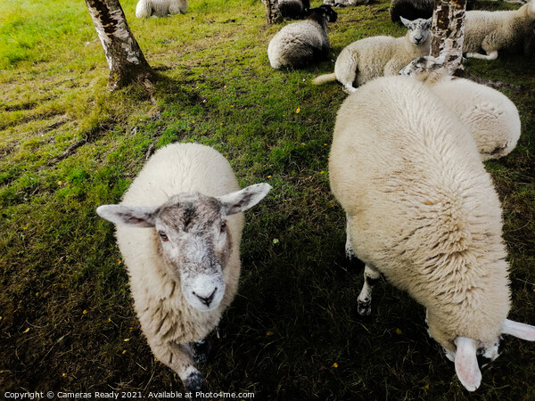 A herd of sheep standing on top of a lush green field Picture Board by Paddy 