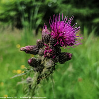 Buy canvas prints of The Mighty Scottish Thistle  by Paddy 
