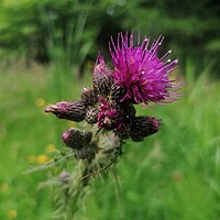Buy canvas prints of  A Thistle  by Paddy 