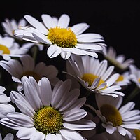 Buy canvas prints of Plant flower Daisy by Paddy 