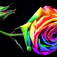 Buy canvas prints of A rainbow rose with a black background  by Paddy 