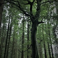 Buy canvas prints of a tree that standsout  by Paddy 