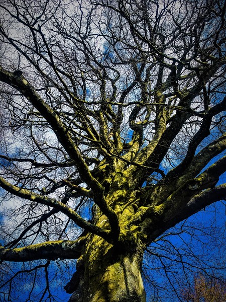 Tree under a Blue Sky Picture Board by Paddy 