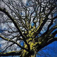 Buy canvas prints of Tree under a Blue Sky by Paddy 