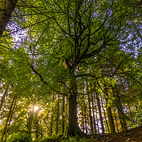 Buy canvas prints of The tree of all trees  by Paddy 