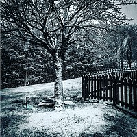 Buy canvas prints of The snowy Tree by Paddy 