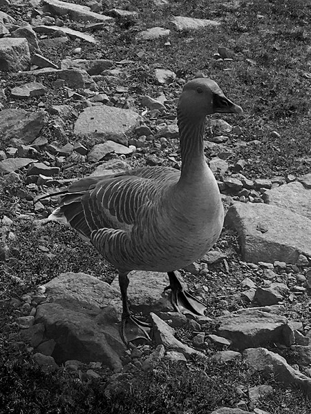 B&W Duck Picture Board by Paddy 