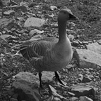Buy canvas prints of B&W Duck by Paddy 