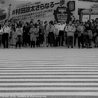 Buy canvas prints of The man in the white shirt. Shibuya crossing Tokyo by Clive Karl Wuest