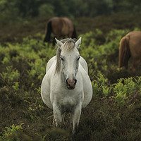 Buy canvas prints of White Horse Portrait  by Matt Mears
