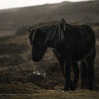Buy canvas prints of Dartmoor Pony by Matt Mears
