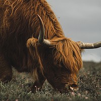 Buy canvas prints of Highland Cow - New Forest Heather by Matt Mears