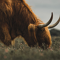 Buy canvas prints of Highland Cow - New Forest Heather by Matt Mears