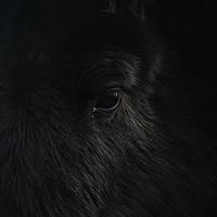 Buy canvas prints of Dartmoor Pony by Matt Mears