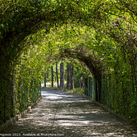 Buy canvas prints of Green tunnel in the garden by Mikhail Pogosov