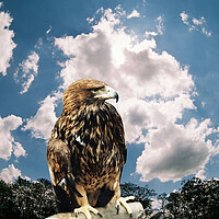 Buy canvas prints of Mountain eagle. by Mikhail Pogosov