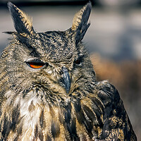 Buy canvas prints of Brown owl closeup. by Mikhail Pogosov