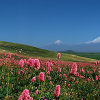 Buy canvas prints of Mountain Ararat. by Mikhail Pogosov