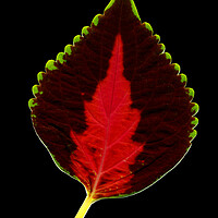 Buy canvas prints of Leaf. by Mikhail Pogosov
