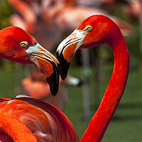 Buy canvas prints of Flamingo close up. by Mikhail Pogosov